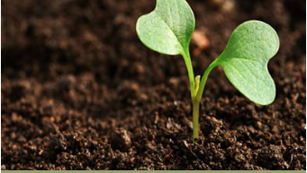 Can You Use Garden Chips on Slopes? Tips for Secure Placement