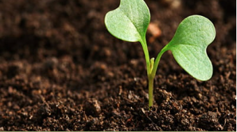 Quality Topsoil in Glasgow